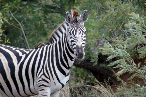 zebra kruger national park south africa