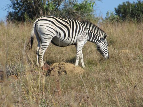 zebra animal bush