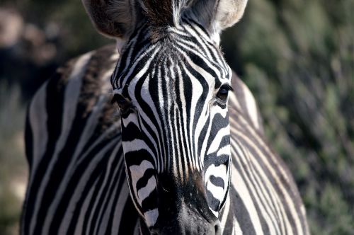 zebra close-up wildlife