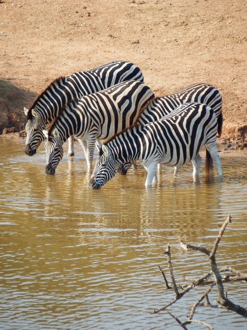 zebra addo elephant park south africa