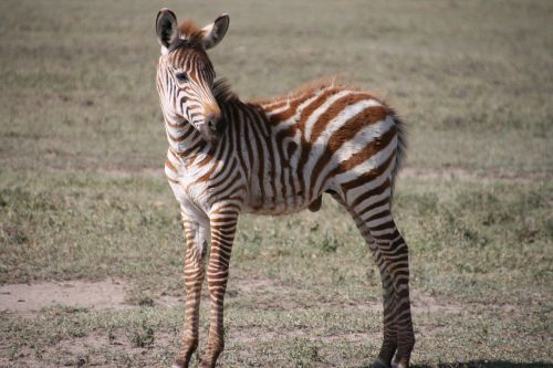 zebra zebron africa