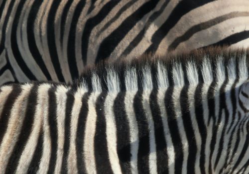 zebra stripes black and white
