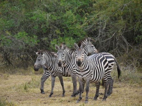 zebra uganda africa