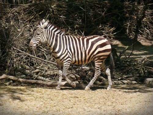 zebra wild horse striped