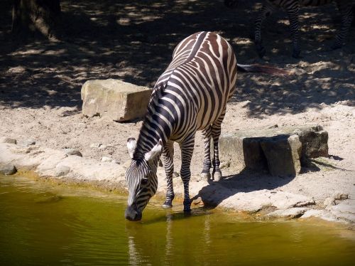 zebra wild horse drink