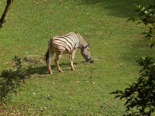 zebra zoo animal