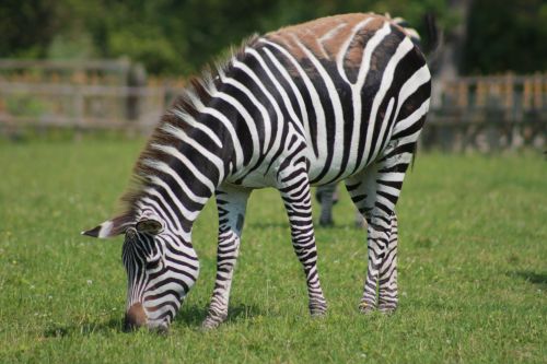 Zebra