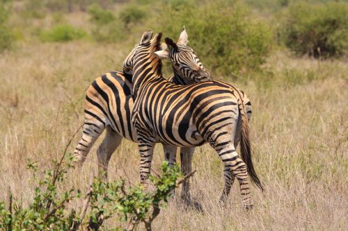 zebra love wild animals