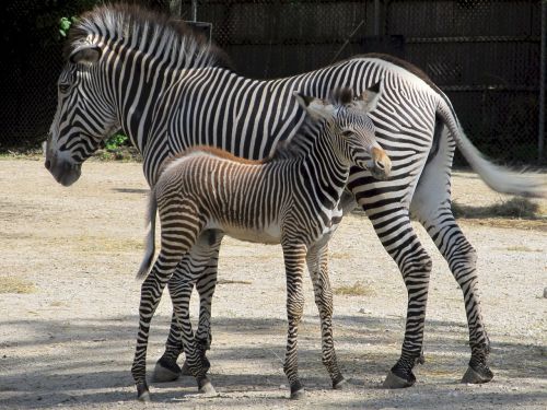 zebra baby mother