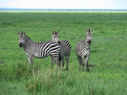 zebra wild tanzania