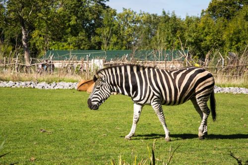 zebra zoo wild place