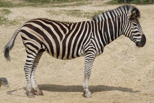 zebra chapman burchell's zebra like a horse