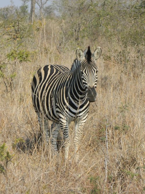 zebra south africa wild life