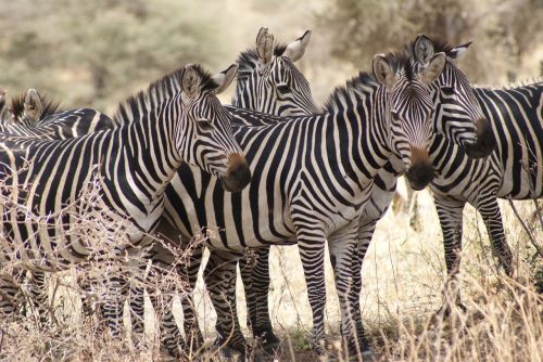 zebra africa nature