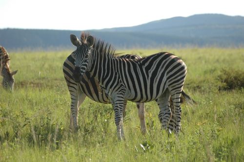 zebra swaziland south africa