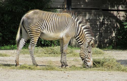 zebra zoo nature