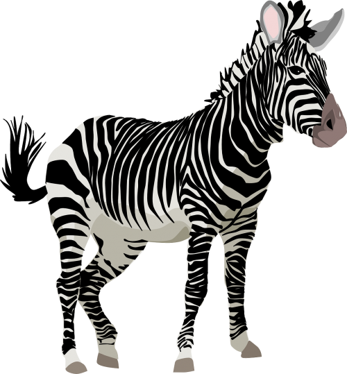 zebra africa animal