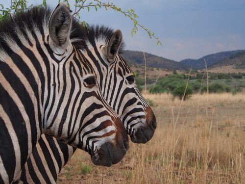 zebra national park safari