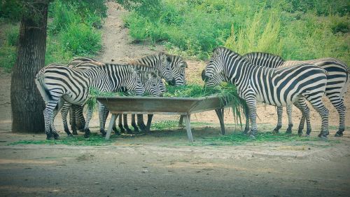 zebra animal herbivorous