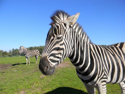 zebra stripes zoo