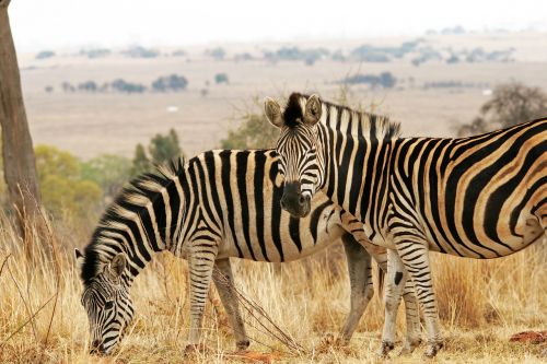 zebra game animals