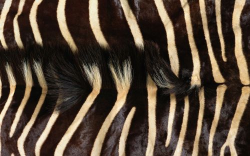 zebra fur grain
