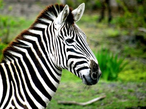 zebra stripes black
