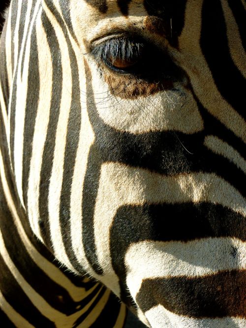 zebra animal head view