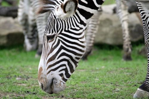 zebra stripes striped