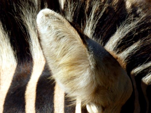zebra ear animal