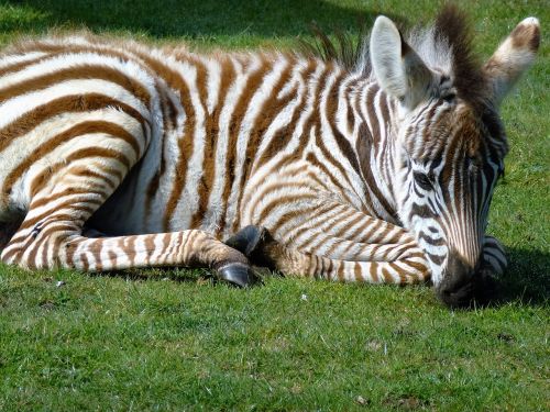 zebra baby zebra striped