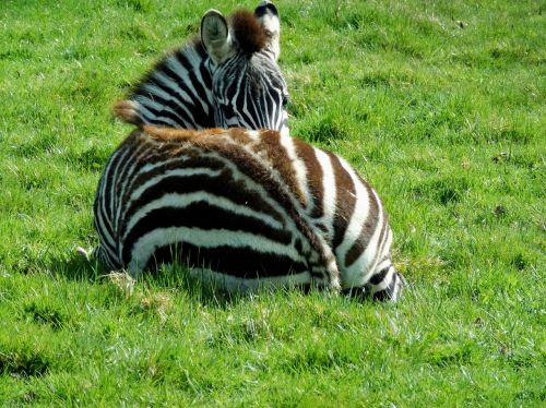 zebra striped baby