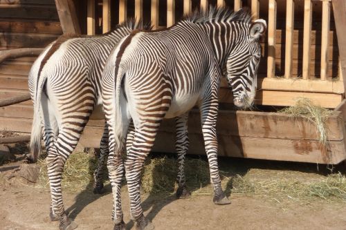 zebra enclosure standing
