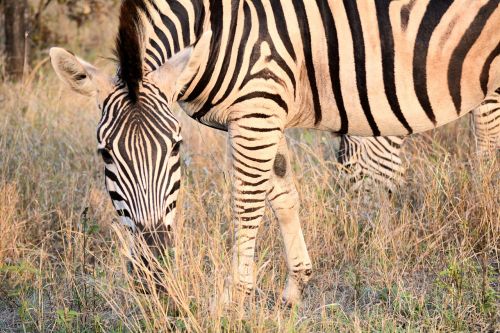 zebra kruger park south africa patterns
