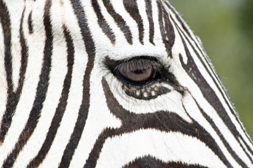 zebra wild animal wildlife