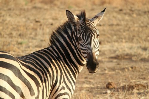 zebra zebra crossing wild animal