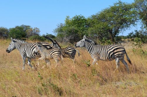 zebra zebras wild