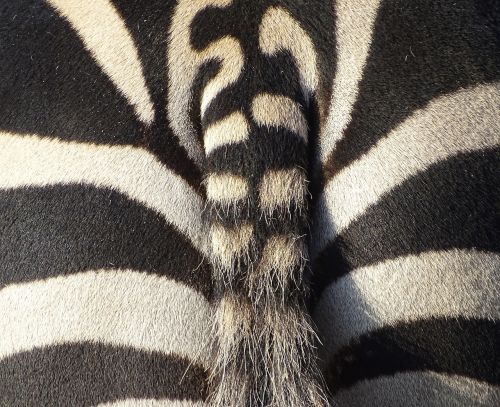zebra animal nature