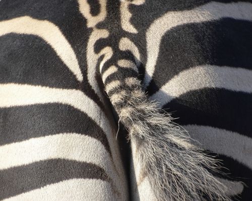 zebra animal mammal