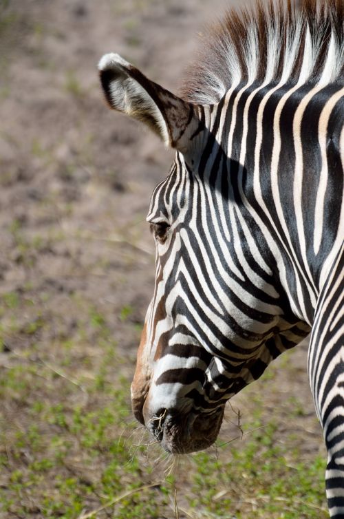 zebra wildlife animal