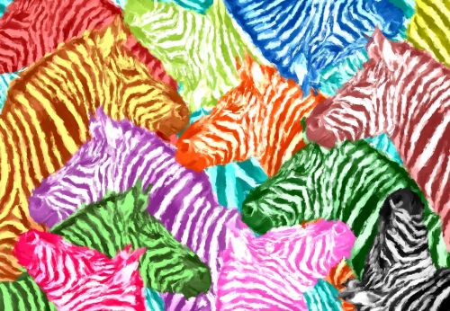 zebra colorful abstract