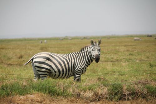 zebra africa striped