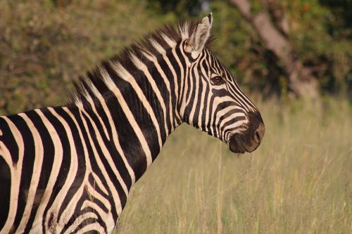 zebra nature animal