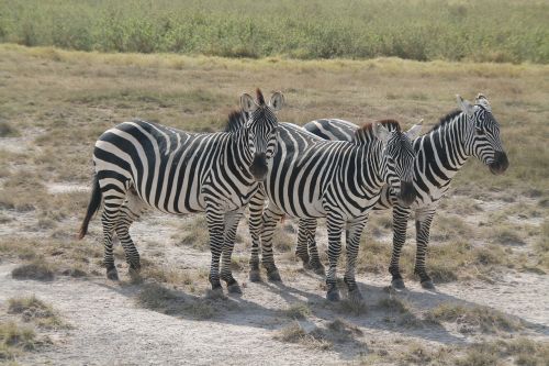 zebra afria kenia