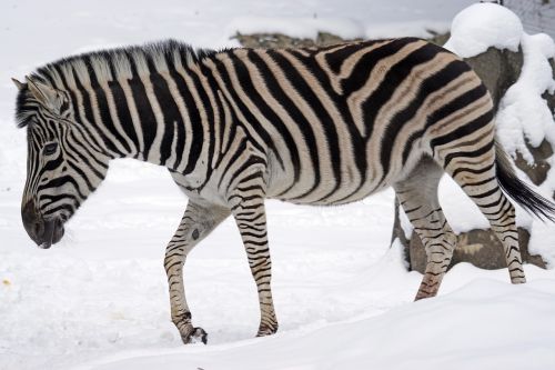 zebra chapman steppe zebra perissodactyla