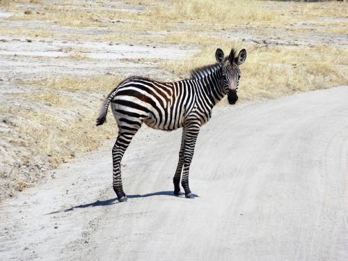 zebra africa safari