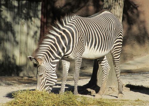 zebra zoo nature