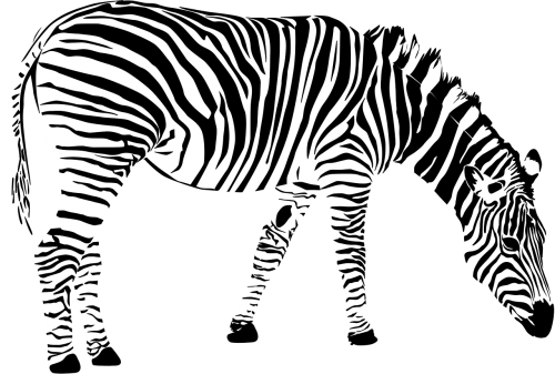 zebra africa animal