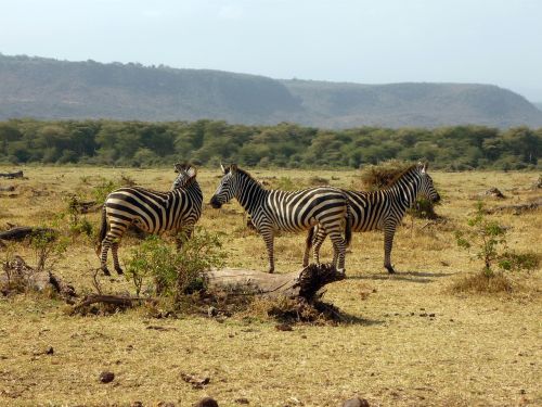 zebra tanzania africa