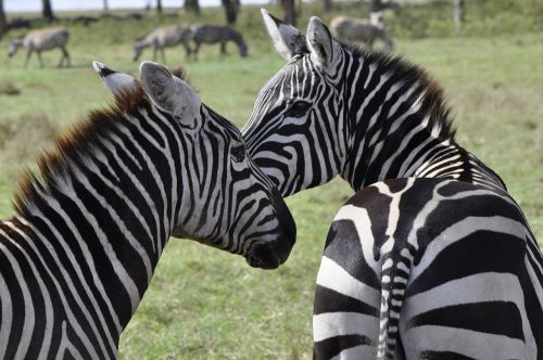 zebra safari stripes